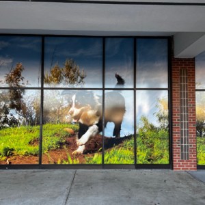 Window Vinyl Wraps for storefronts by DeSigns, Inc., Chesapeake, VA